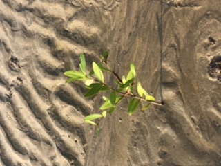 Цветок в пустыне я прошу дождя