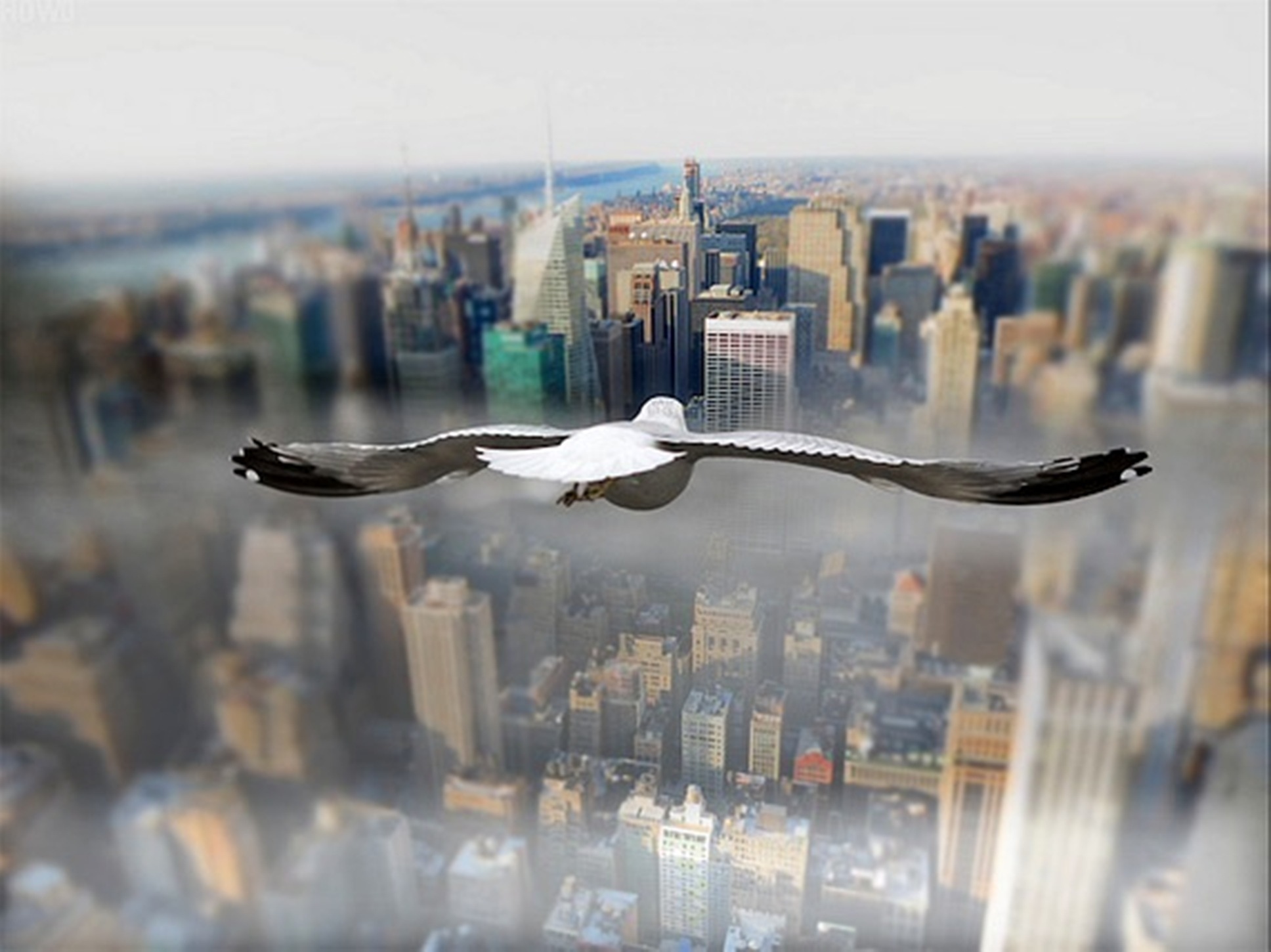Способность птиц летать всегда привлекала человека основная. Птицы над городом. С высоты птичьего полета. Полет птицы над городом. Парящая птица.