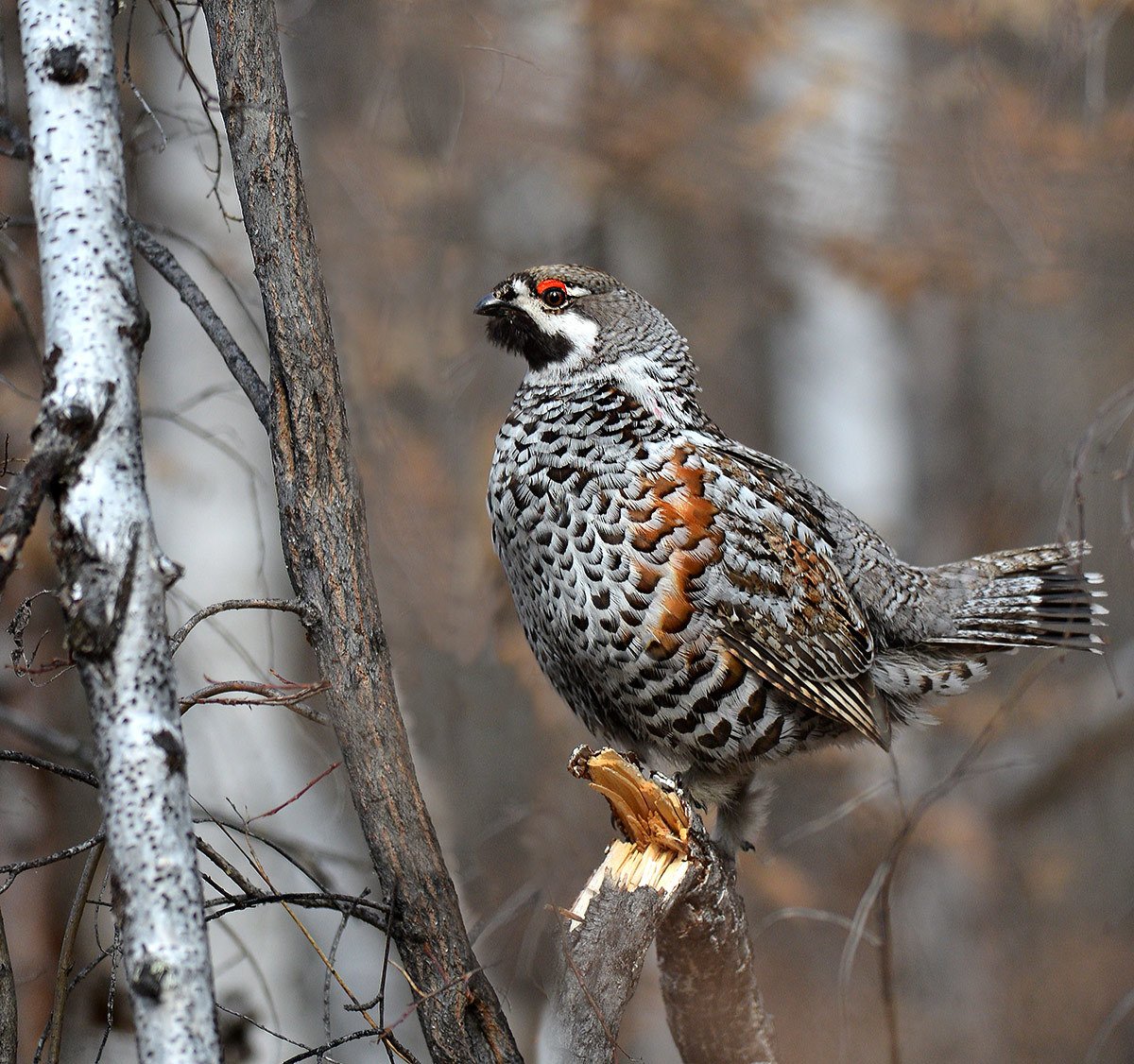 Рябчик (bonasa bonasia). );. Рябчик обыкновенный. Рябчик (bonasa bonasia). Рябчик tetrastes bonasia.