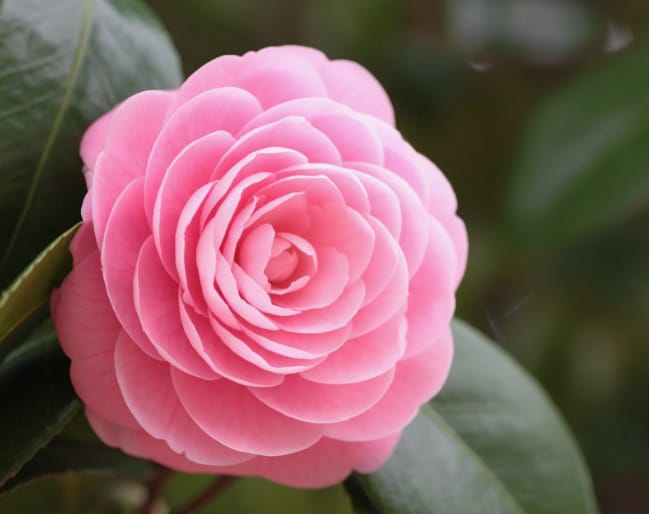 Признание в любви..