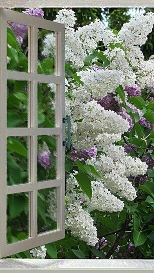 Белая сирень