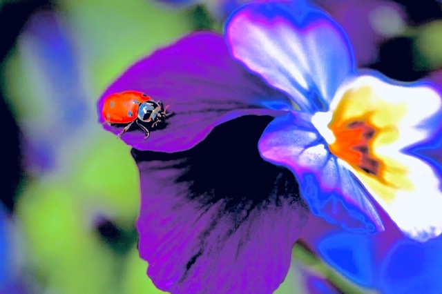 Премудрости Любви