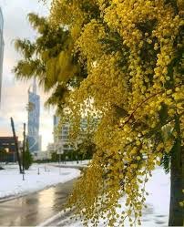 Мимозы марта