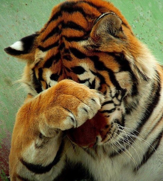 Поход в зоопарк