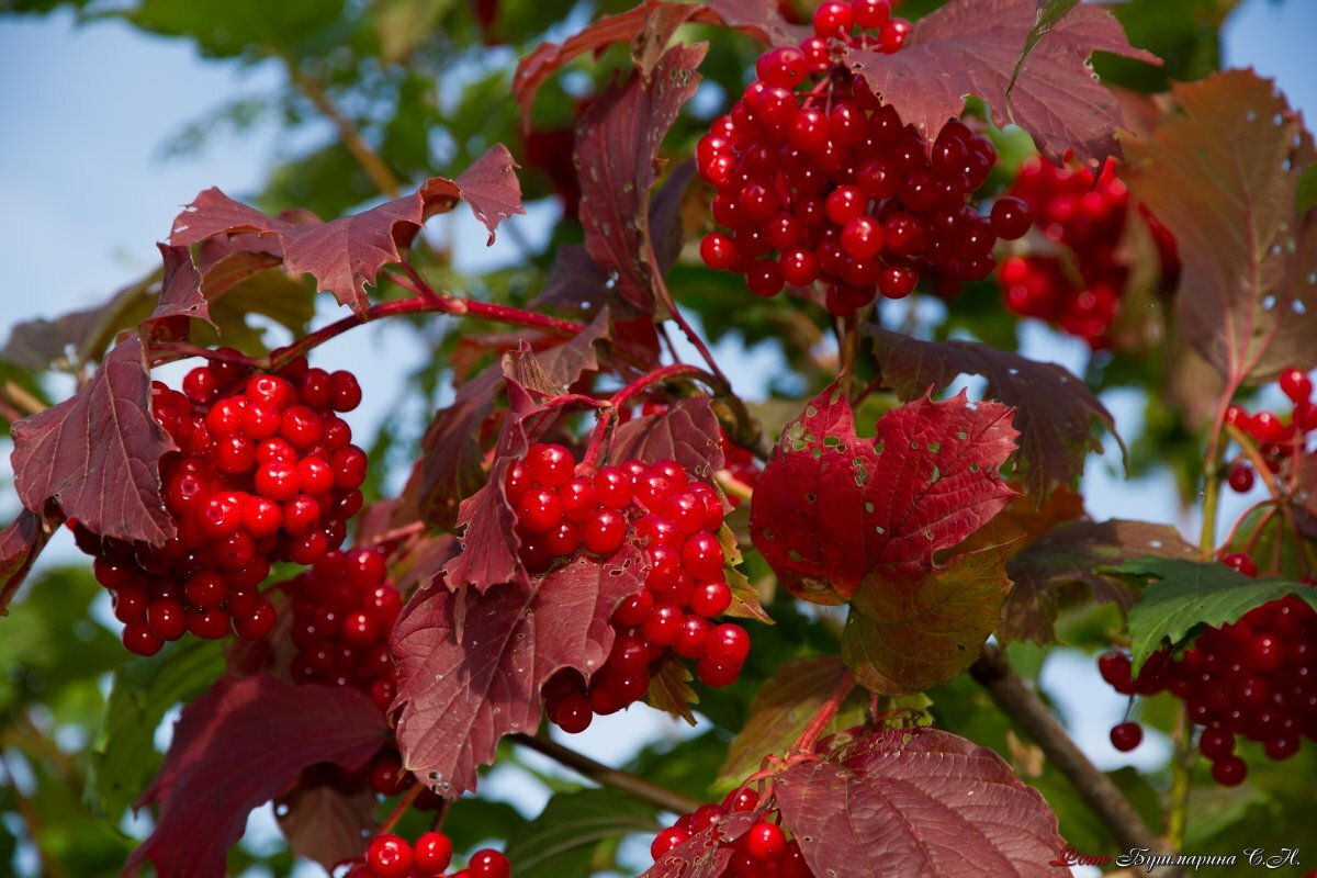 Песня Калиновая ягодка