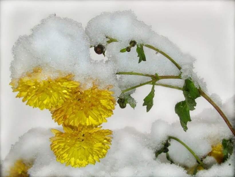 Хризантемы. Рондель