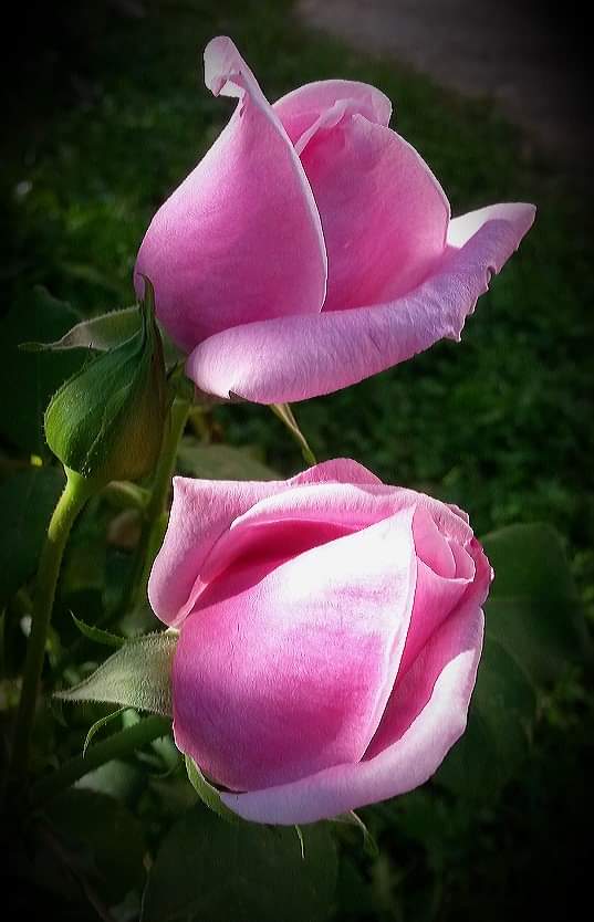 Розовые экспромты