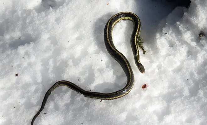 Какого числа змеи. Змеи на снегу. Змеи зимой. Змея в снегу. Змеи в спячке.