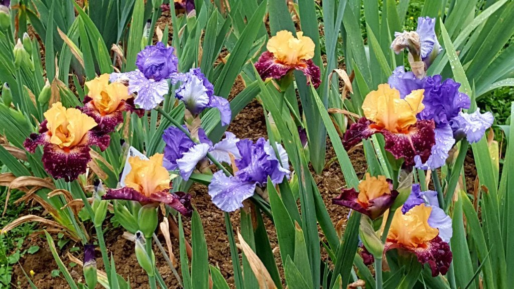 Ирис. Сонет