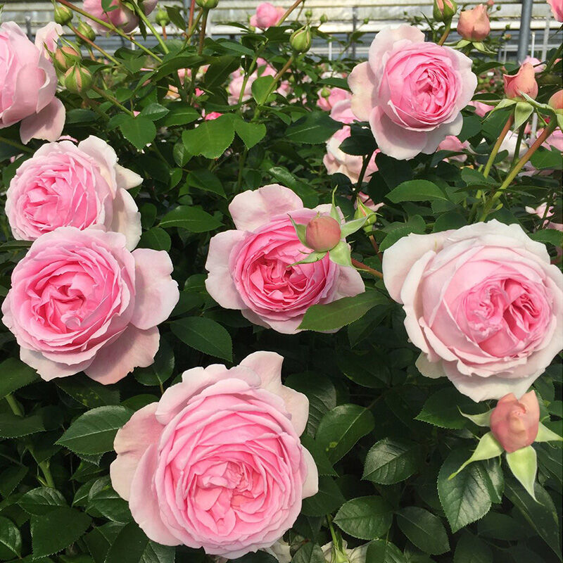 Девочки! Подруги по Стихире!