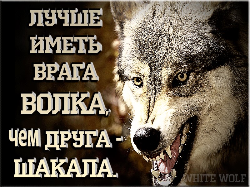 Шакал-не волк, он вне закона!