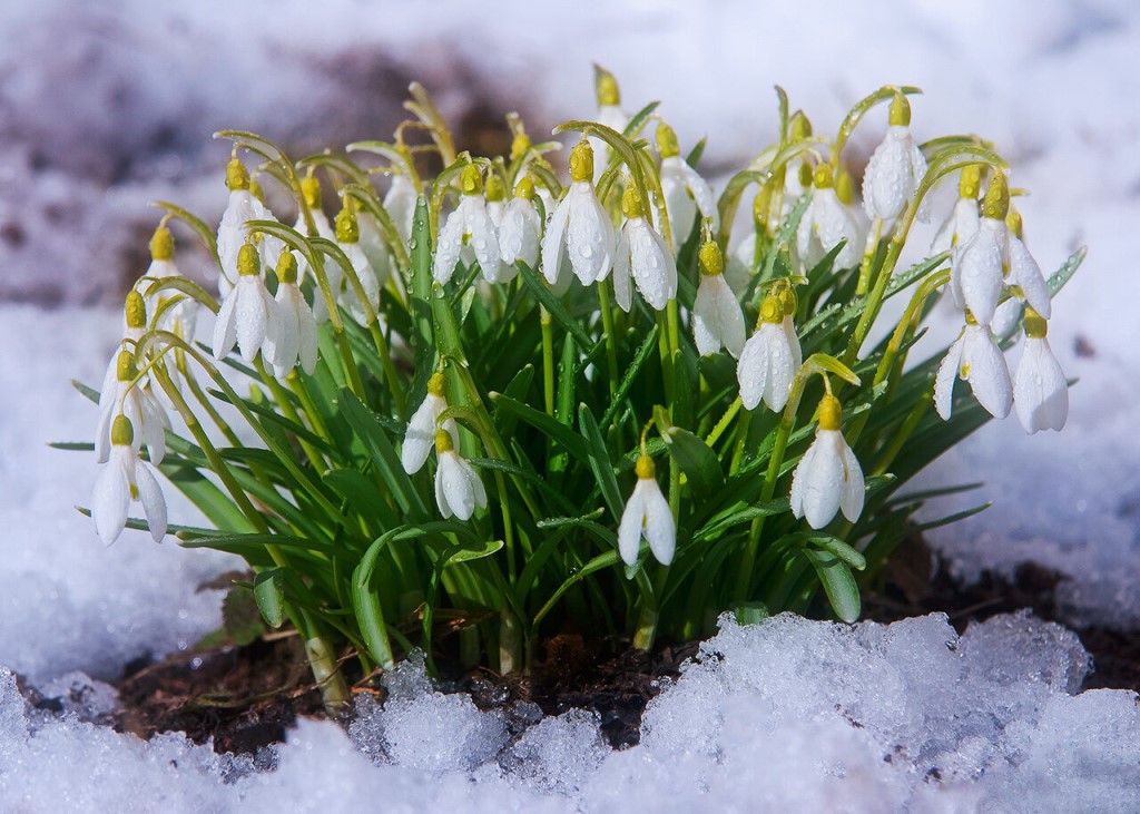 Весеннее настроение