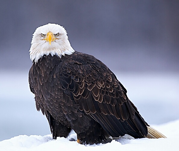 Он сказал, у него есть мозг...