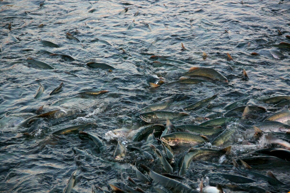 Ловить рыбу во время нереста