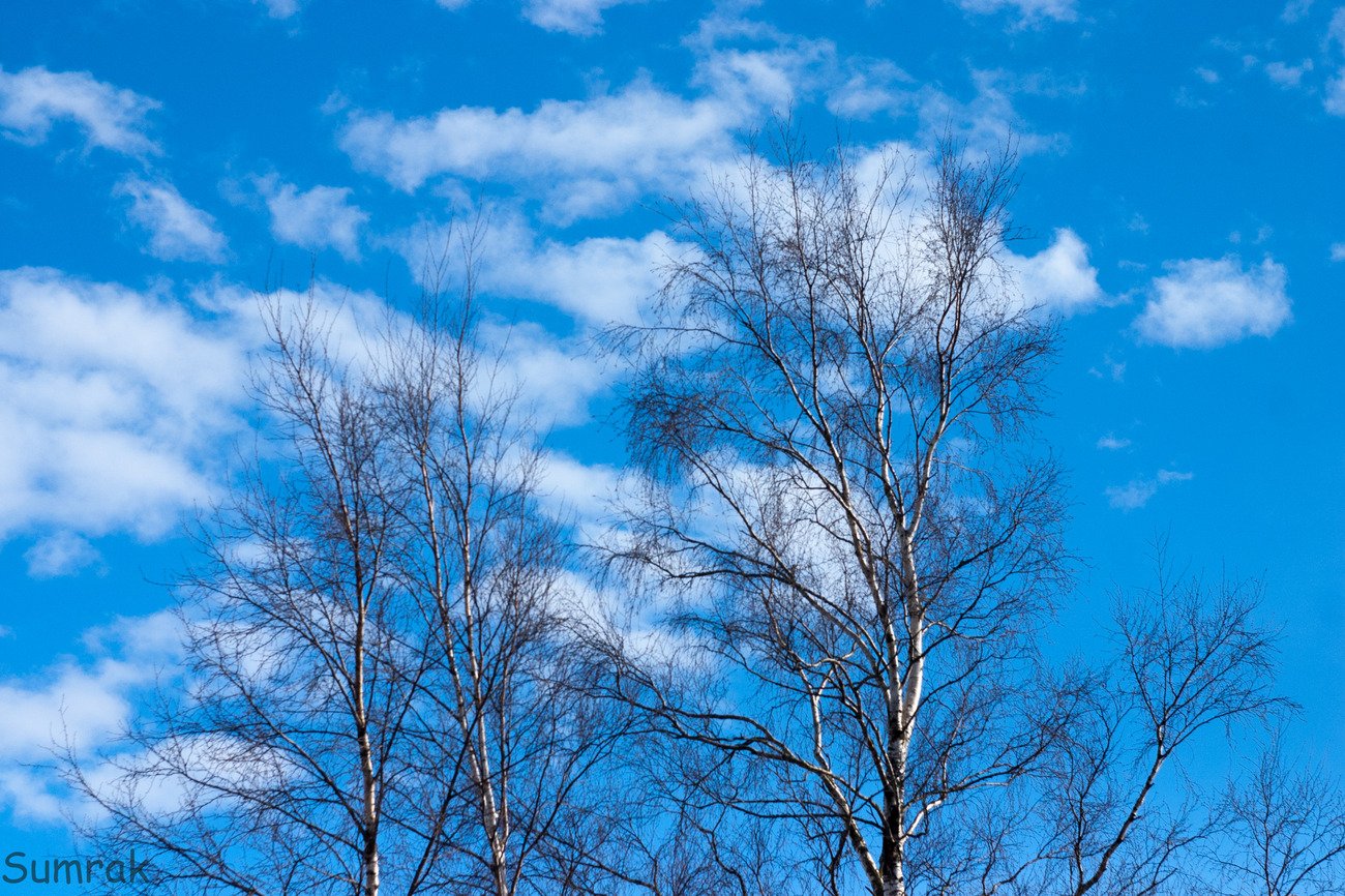 Воздух становится синим. Небесно голубая лазурь. Весеннее небо. Небо весной. Голубое небо весной.
