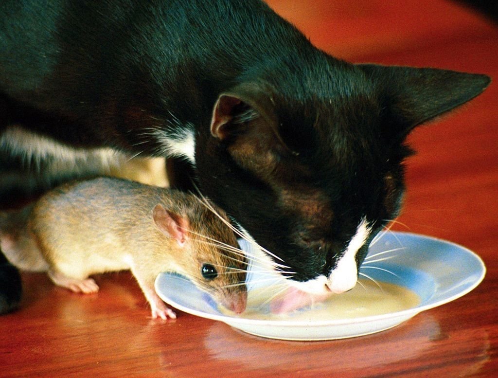 Едят ли мышей. Кот и мыши. Кошки-мышки. Кот и крыса. Котенок и мышонок.