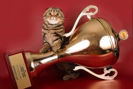 Голосование - Размимишнизируй этого кота