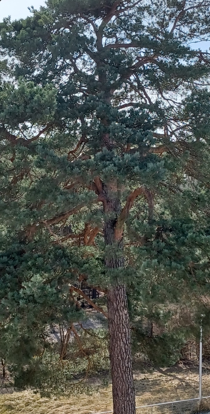 Дерево жизни