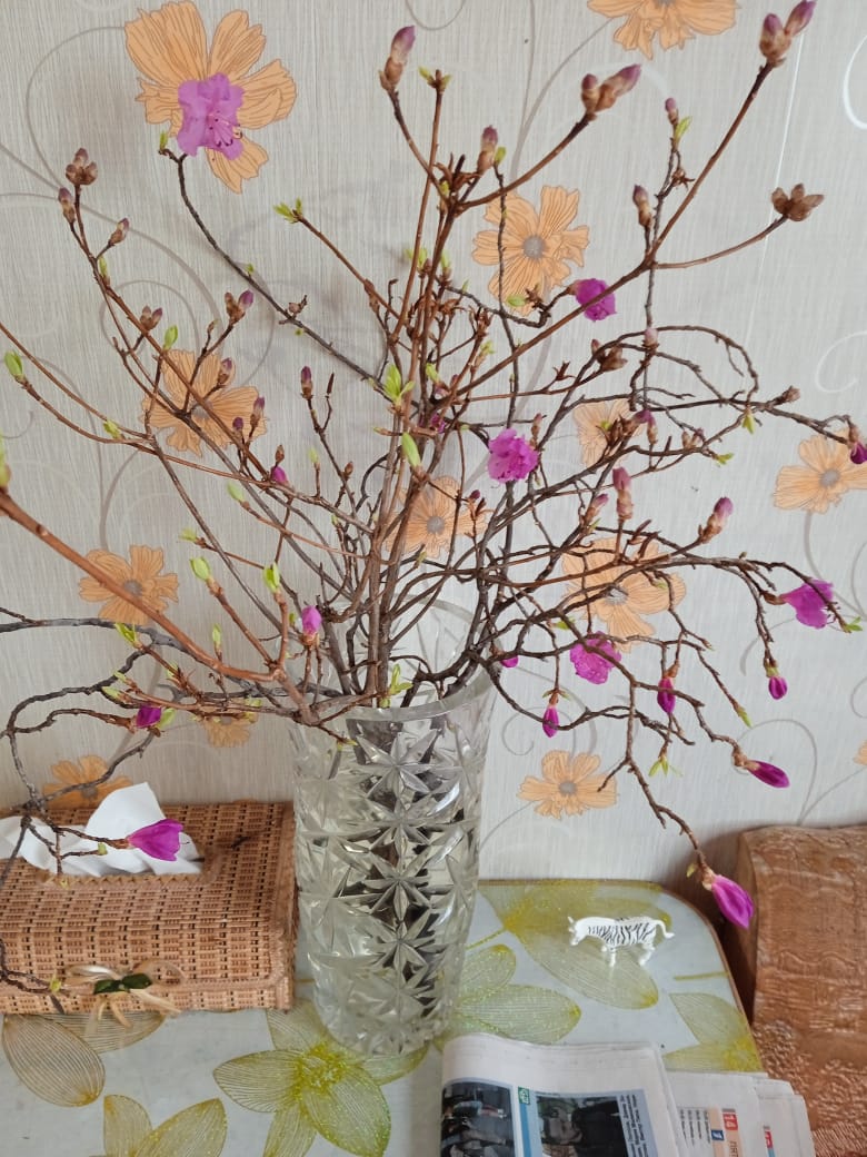 Расцвел багульник