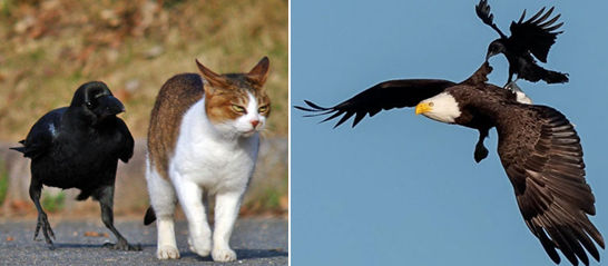 Ворон и Орёл