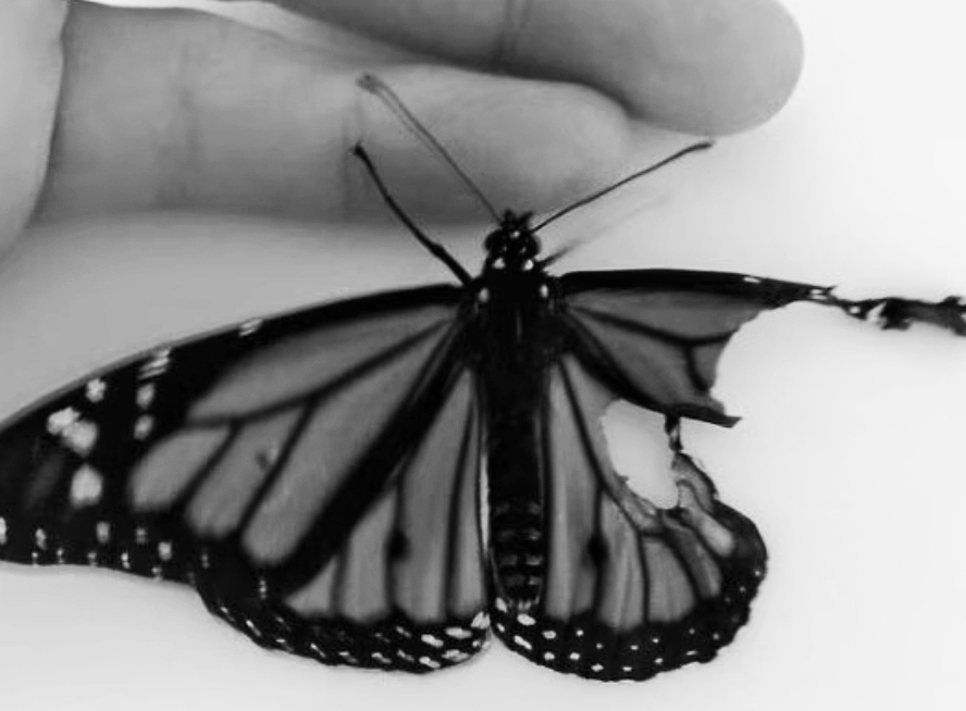 Мои руки-твои крылья