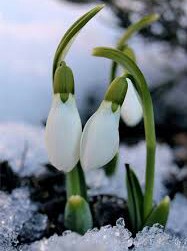 Подснежник к Зиме без снега
