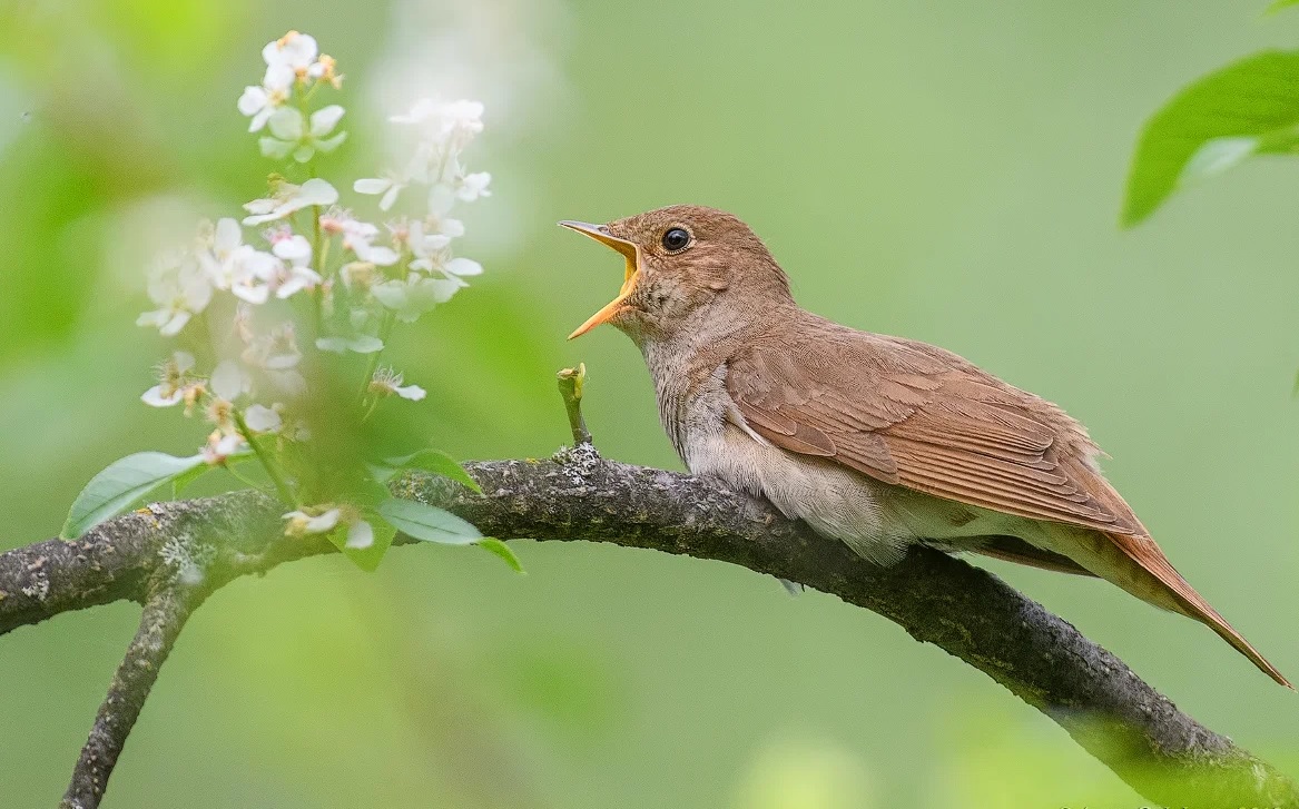 Незабвенный певец