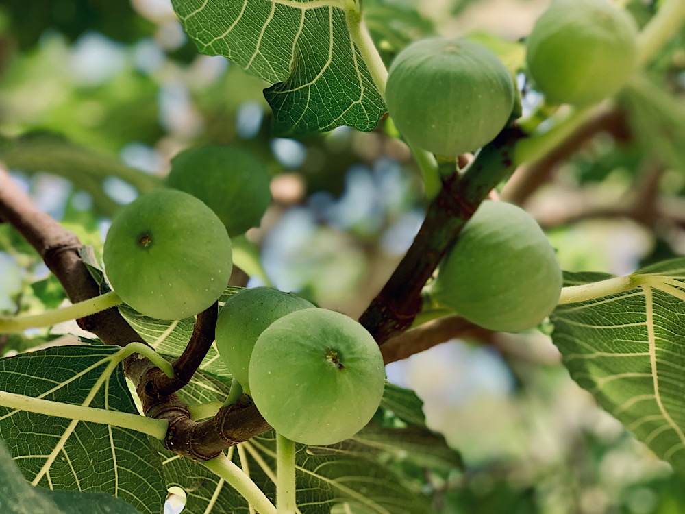 Спелый инжир с зелёным лимоном