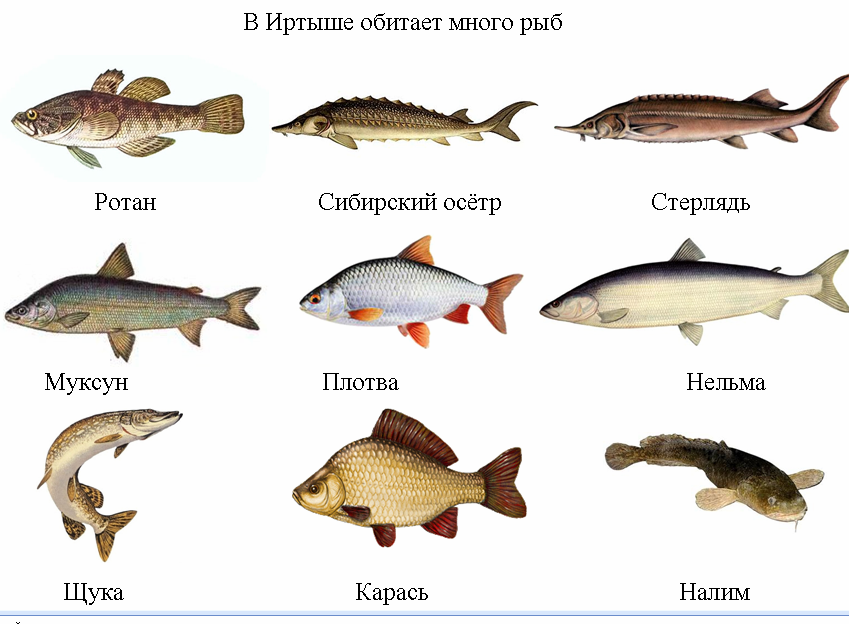 Какие виды обитают. Рыбы обитающие в реке Обь. Какие рыбы обитают в реке Иртыш. Рыба обитающая в Оби. Рыба которая водится в Оби.