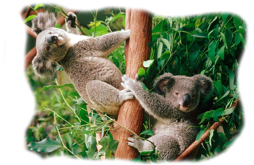 Твари у Вари