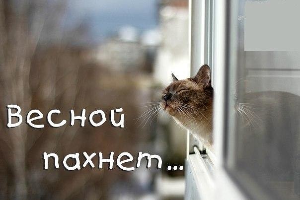 В пылу кошачьего азарта