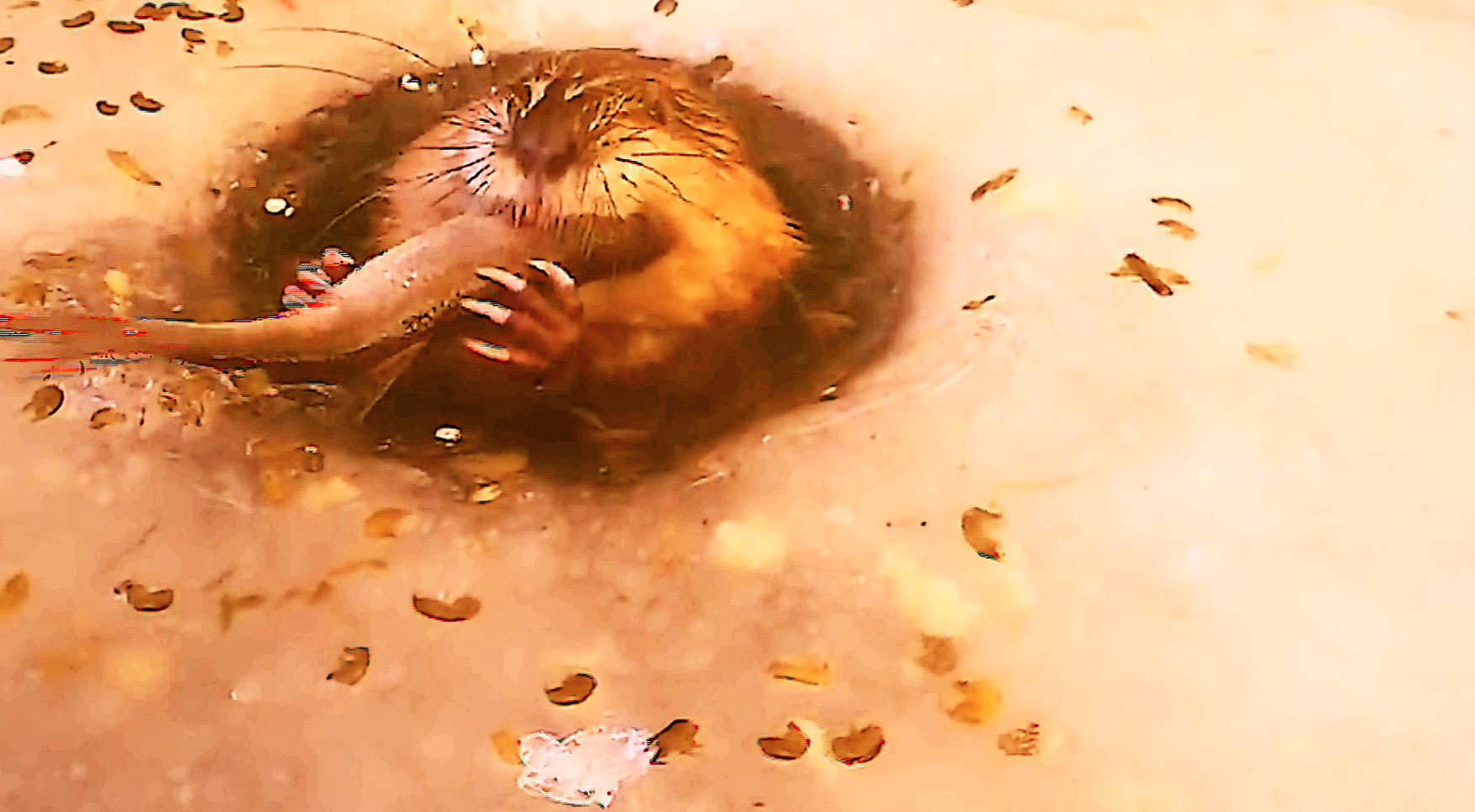 Россия - зона безотцовства