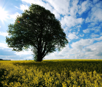 Тополь как стражник седой
