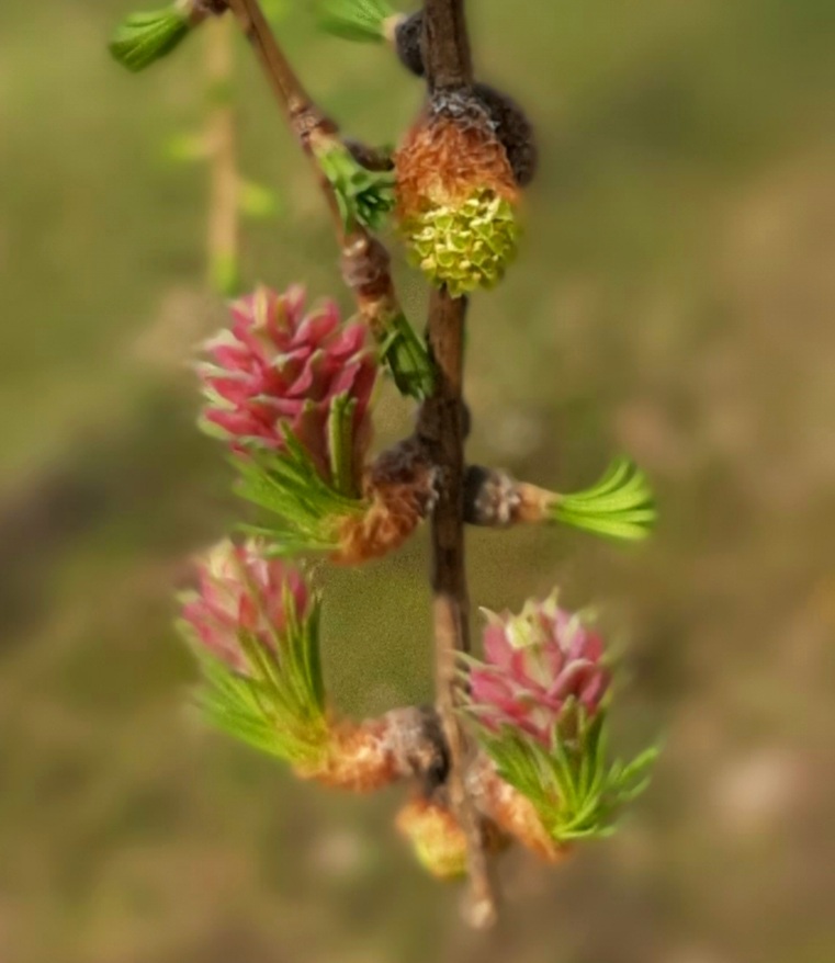 В нашем сквере чудеса