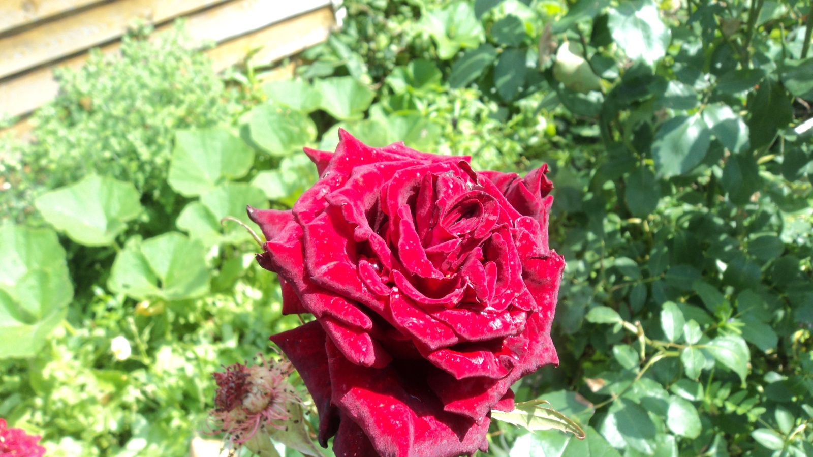 Странная страна