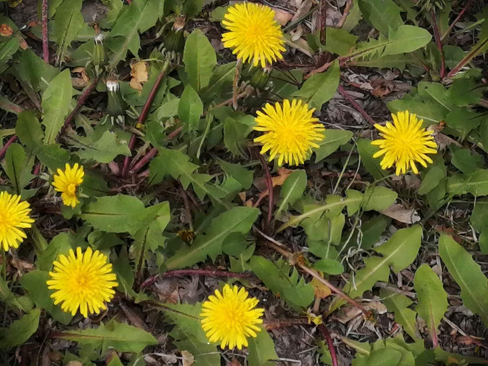 Прекрасно утром на заре...