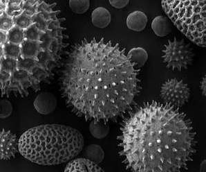 Ученый изучал микроб