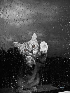 Серенькая кошечка...