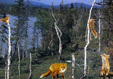 Лесная драма