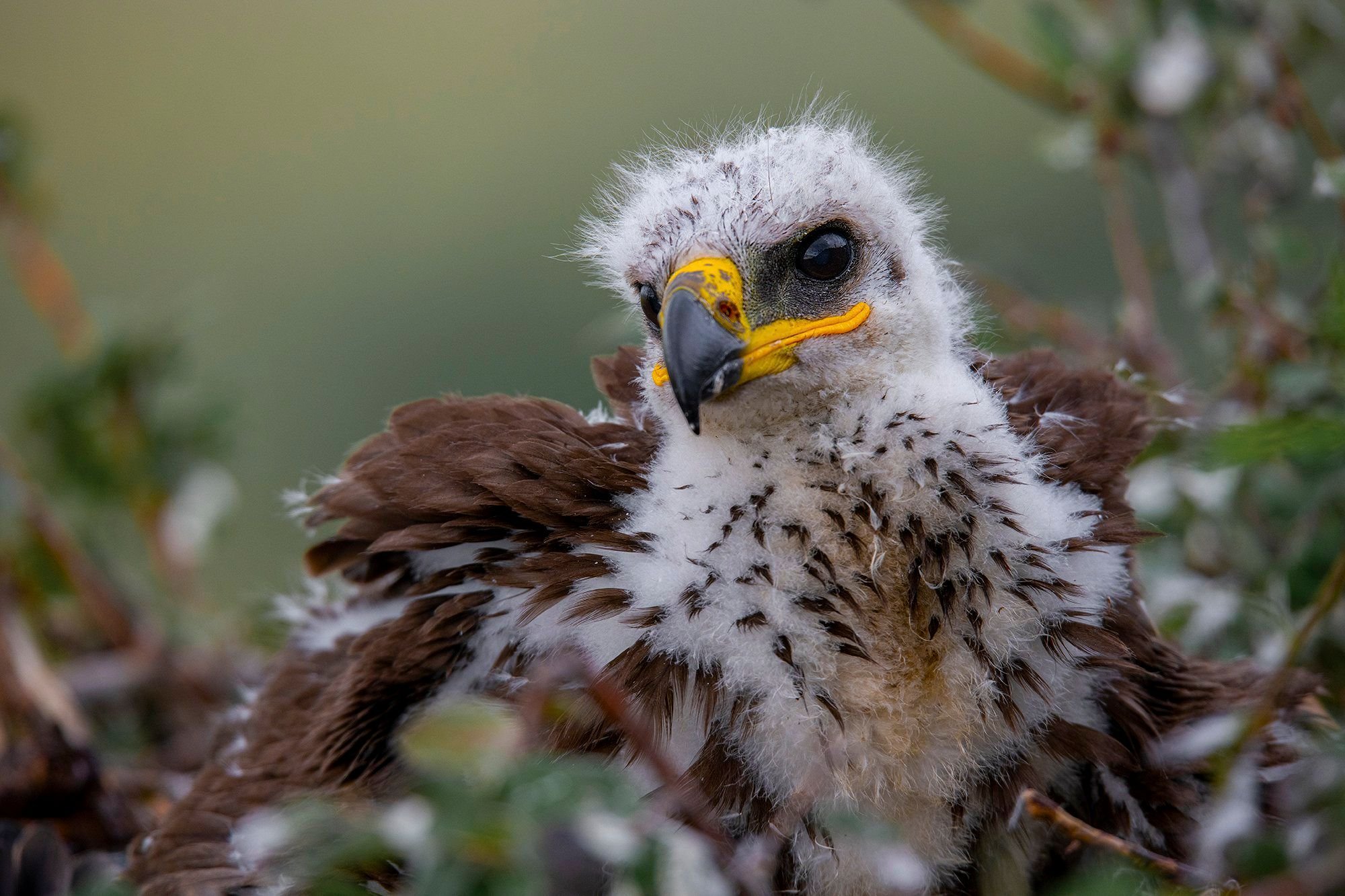 Орлёнок из курятника