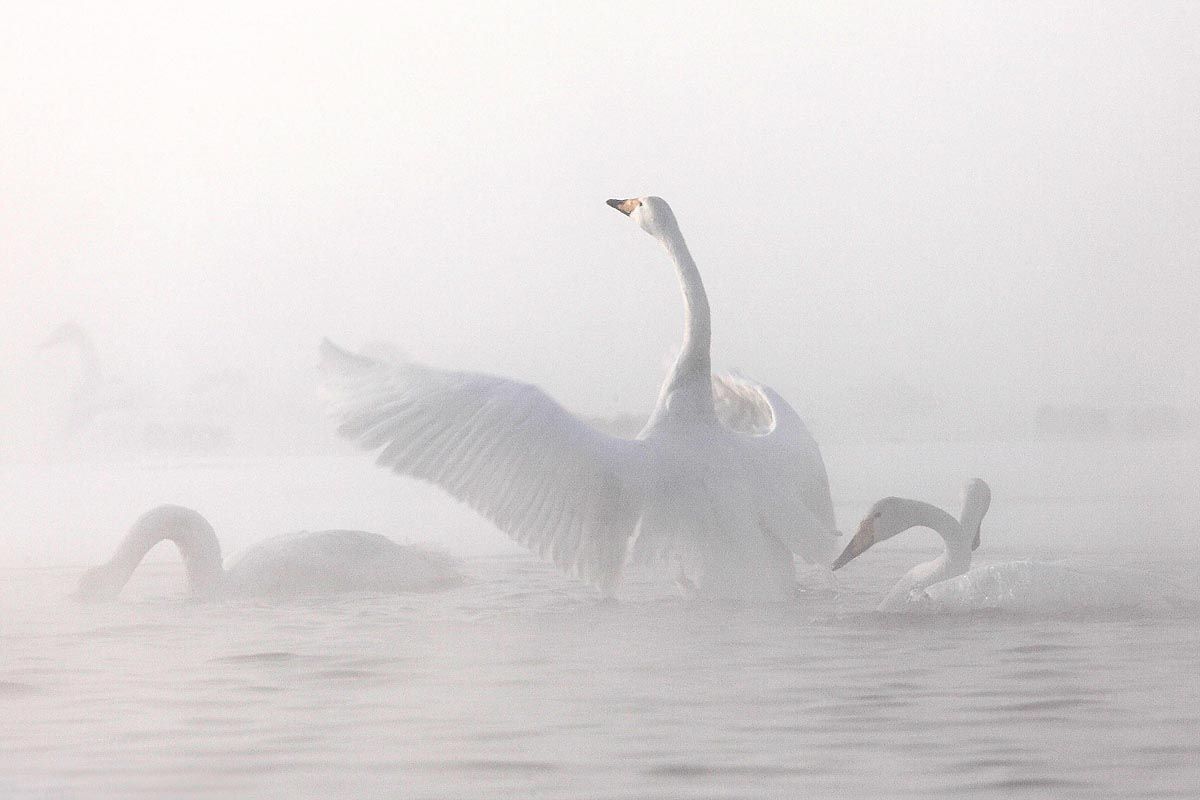 Лебедь взлетает. Река лебедь. Постер лебеди. Лебеди на озере в тумане. Словно лебедь из тумана.