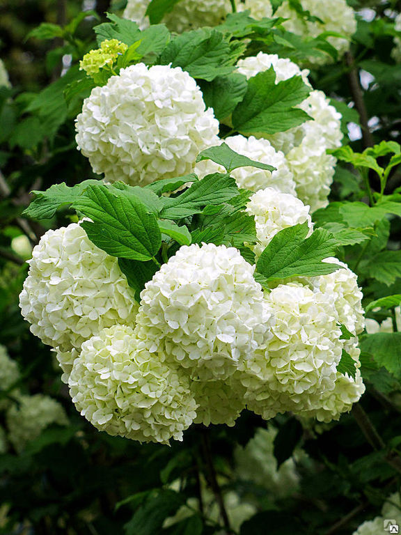 Она так пахнет валерьянкой