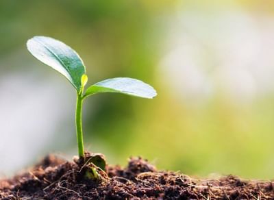 Прорасти заново!