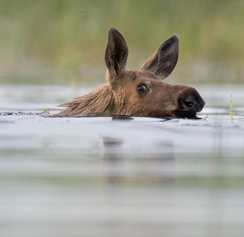 Лось-лосось заплыл в реку, чтобы отметать икру