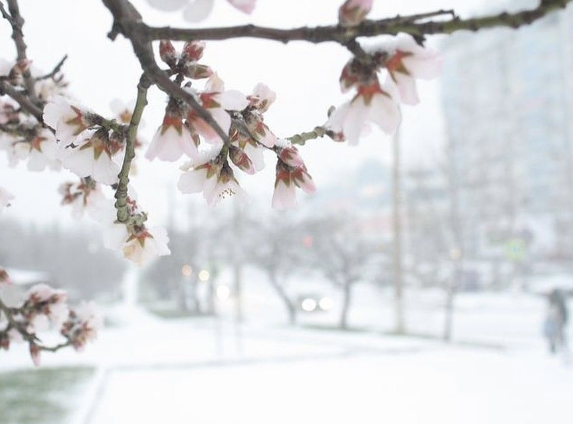 Миндаль зимой. Цветение миндаля в Крыму. Цветущий миндаль в Севастополе. Цветущий миндаль в снегу. Миндальный снег.