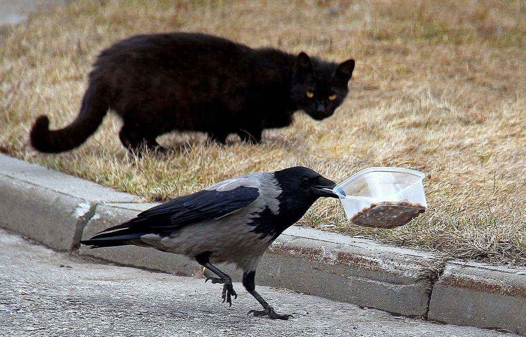 Вот так ворона! (Александр Синяев) / Стихи.ру