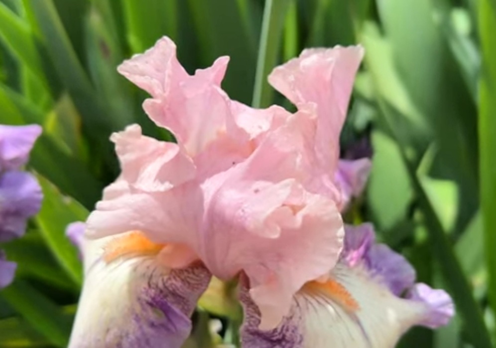 Иная Оптика - у кого искрит из глаз...