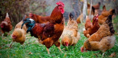 Всё-то понимая