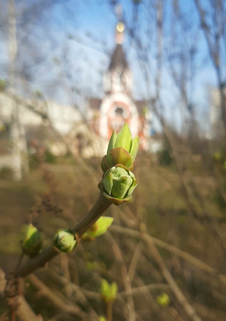 Как сёстры похожие