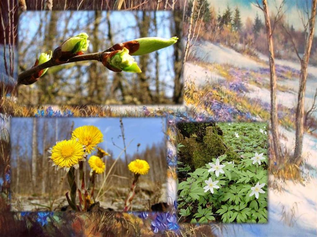 Сезонные изменения в неживой и живой природе
